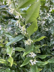Sarcococca hookeriana
