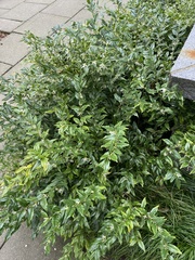 Sarcococca hookeriana