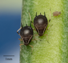 Aphis craccivora