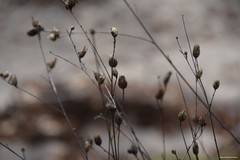 Mantisalca salmantica