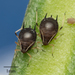 Cowpea Aphid - Photo no rights reserved, uploaded by Jesse Rorabaugh