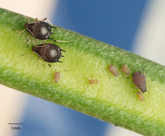 Aphis craccivora