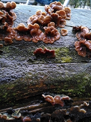 Auricularia mesenterica