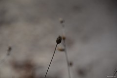 Mantisalca salmantica