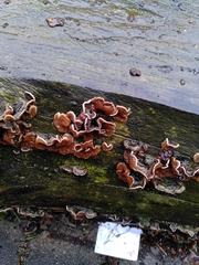 Auricularia mesenterica