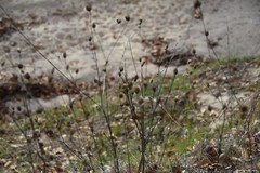 Mantisalca salmantica