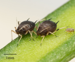 Aphis craccivora