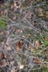 Mantisalca salmantica