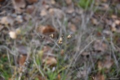 Mantisalca salmantica