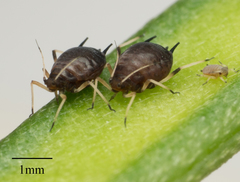 Aphis craccivora