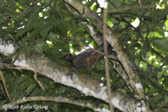 Pterorhinus ruficollis