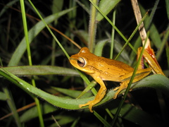 Boana bischoffi
