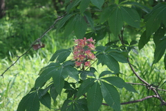 Aesculus × bushii