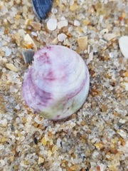 Crepipatella dilatata