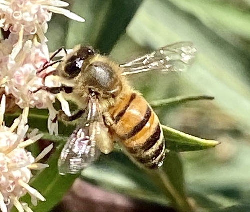 iNaturalist observation photo of Western Honey Bee