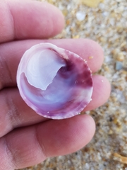 Crepipatella dilatata