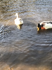 Anas platyrhynchos domesticus