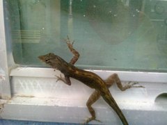 Anolis sagrei