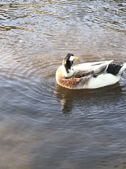 Anas platyrhynchos domesticus