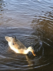 Anas platyrhynchos domesticus