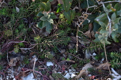 Petrosedum ochroleucum