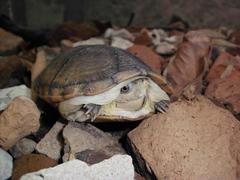 Kinosternon herrerai