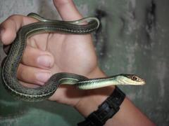 Thamnophis proximus rutiloris