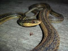 Thamnophis proximus rutiloris