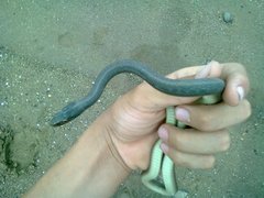 Thamnophis proximus rutiloris