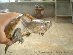 Kinosternon herrerai