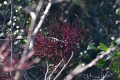 Aceria pistaciae