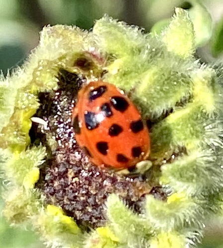 iNaturalist observation photo of Asian Lady Beetle