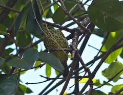 Oxyruncus cristatus