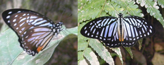 Graphium xenocles