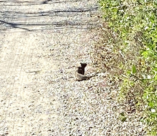iNaturalist observation photo of California Ground Squirrel