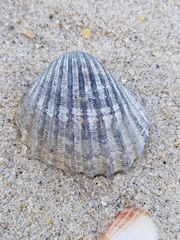 Acanthocardia paucicostata
