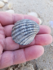Acanthocardia paucicostata