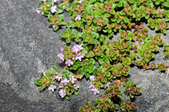 Thymus praecox polytrichus