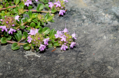 Thymus praecox polytrichus