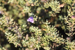 Eremophila weldii