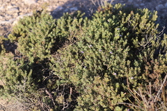 Eremophila weldii