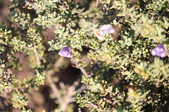 Eremophila weldii