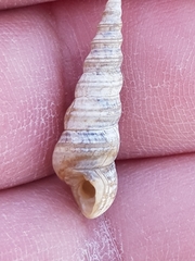 Mesalia