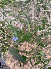 Carlowrightia parviflora