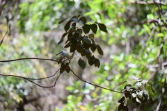 Amyris balsamifera