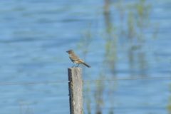 Pyrocephalus rubinus