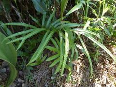 Microsorum pustulatum howense