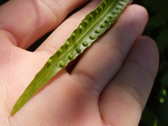 Microsorum pustulatum howense