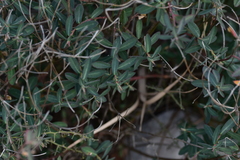 Euphorbia fragifera