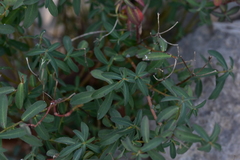 Euphorbia fragifera